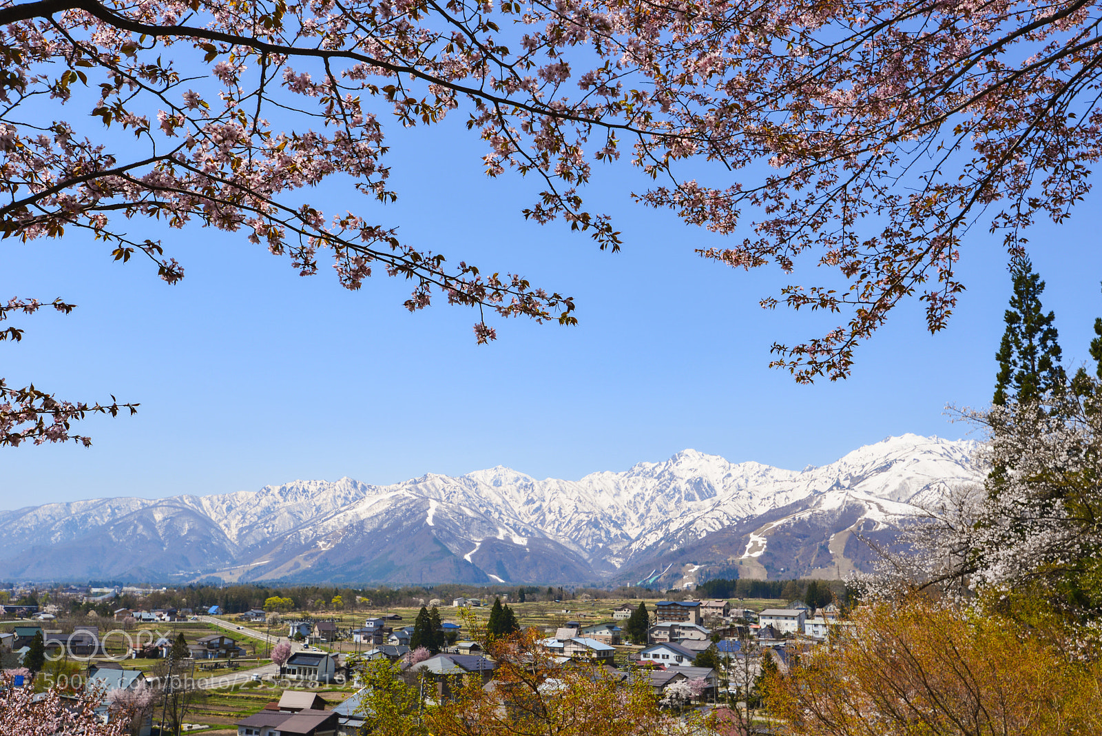 Nikon D610 sample photo. Japan alps and sakura photography