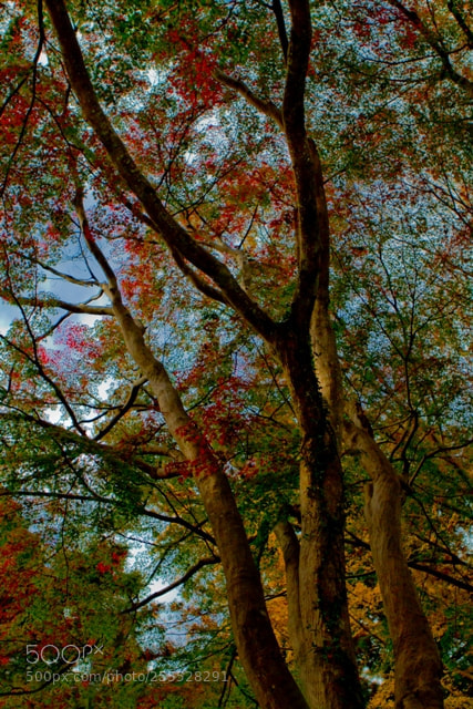 Canon EOS 7D sample photo. Colorful trees photography