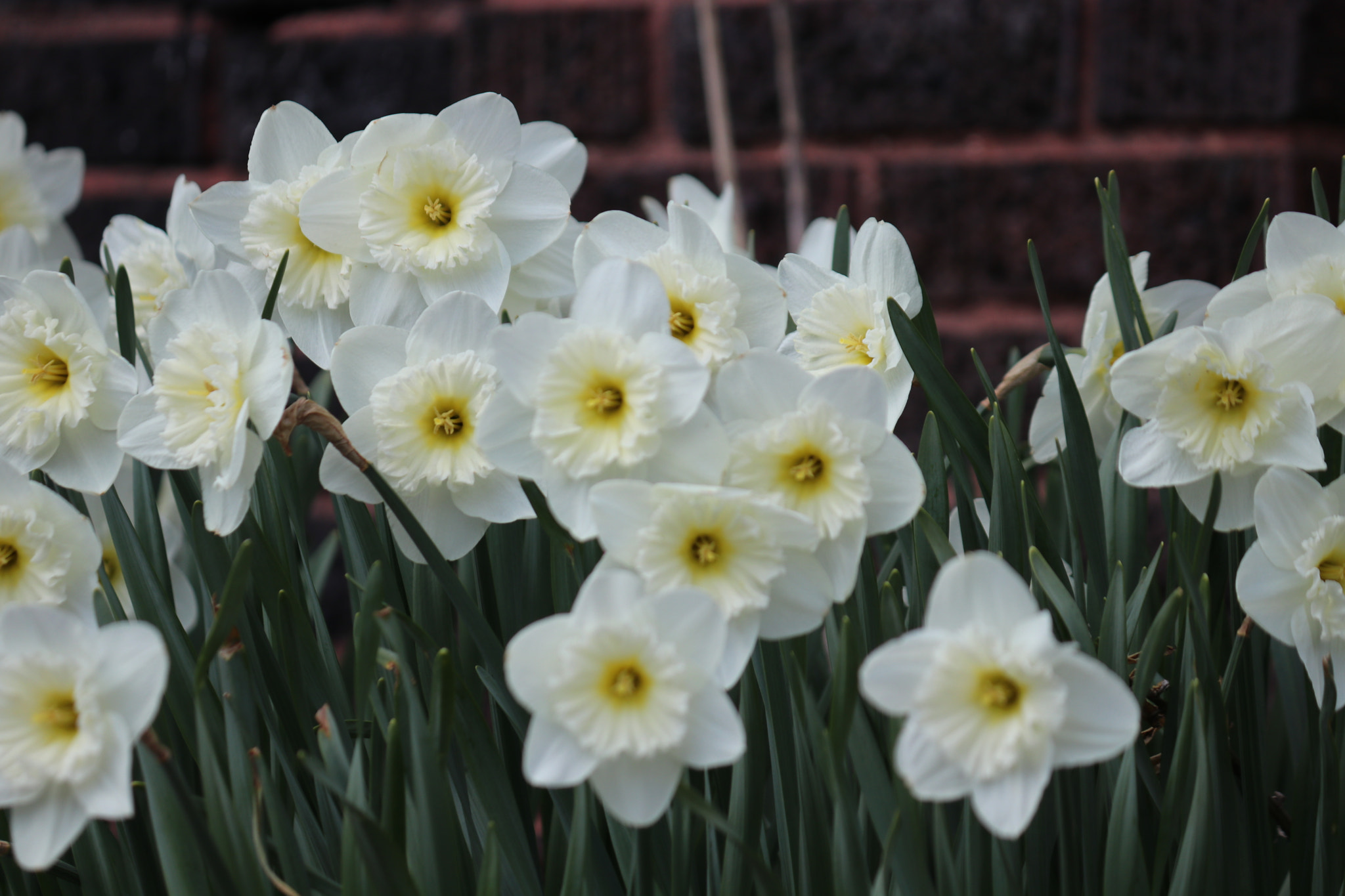 Canon EOS 80D + Canon EF-S 55-250mm F4-5.6 IS sample photo. Spring flowers photography