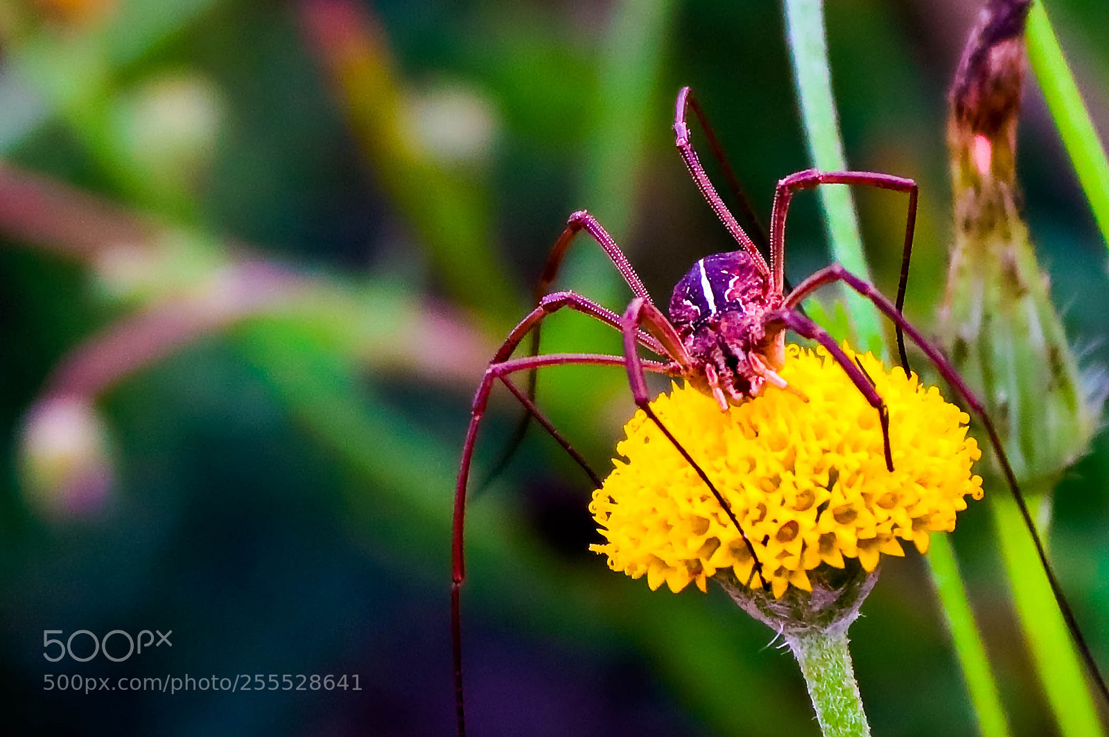 Canon EOS 760D (EOS Rebel T6s / EOS 8000D) sample photo. The spider photography