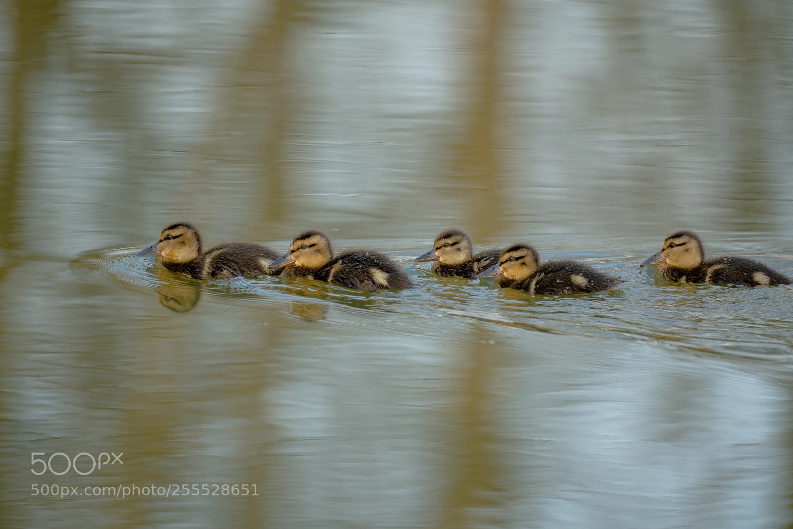 Sony a7R III sample photo. Family duck photography