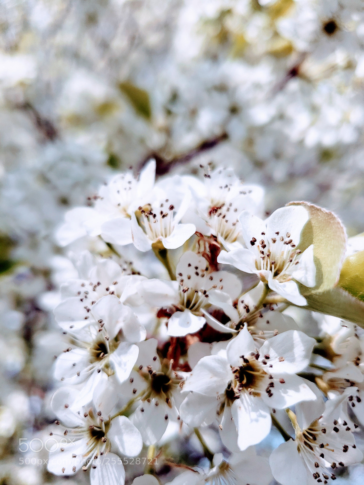 Samsung Galaxy S9+ sample photo. Flowers photography