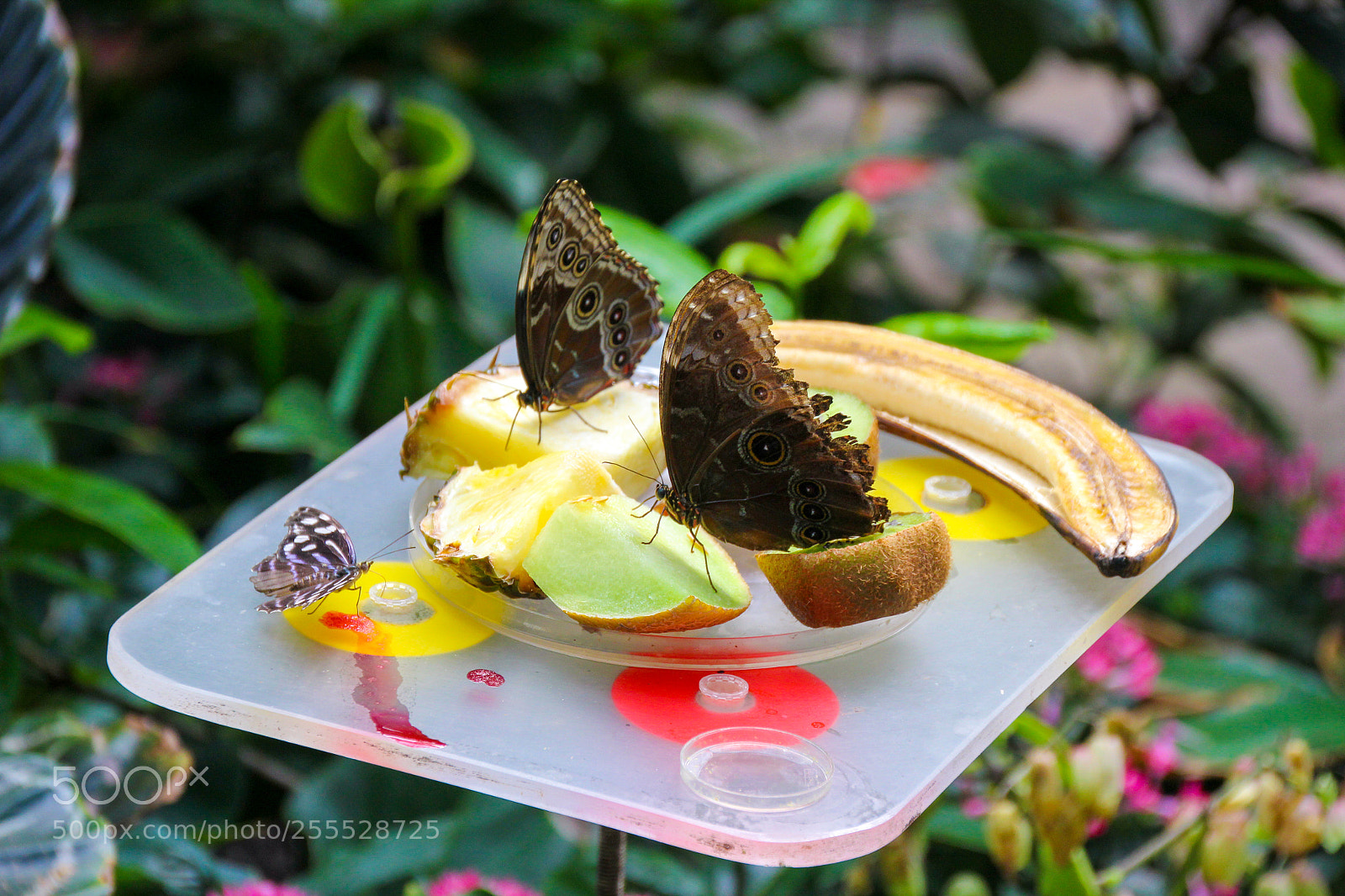 Canon EOS 1200D (EOS Rebel T5 / EOS Kiss X70 / EOS Hi) sample photo. Enjoying fruits photography