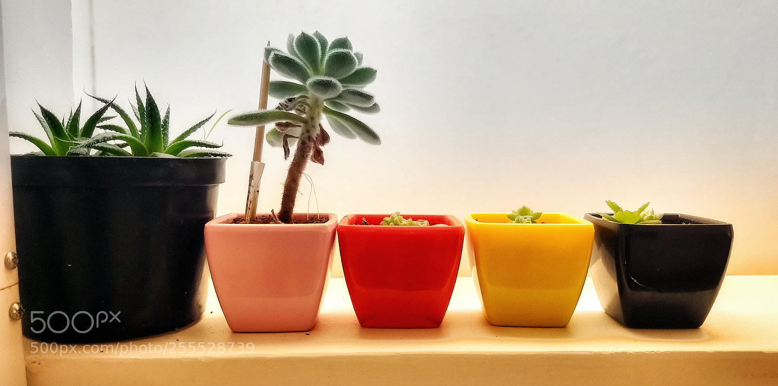 Motorola Moto G (5) Plus sample photo. Office decorations photography