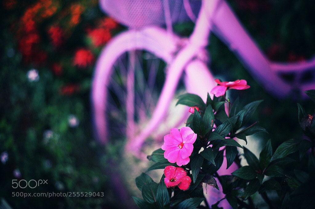 Canon EOS 5D Mark II sample photo. Untitled photography