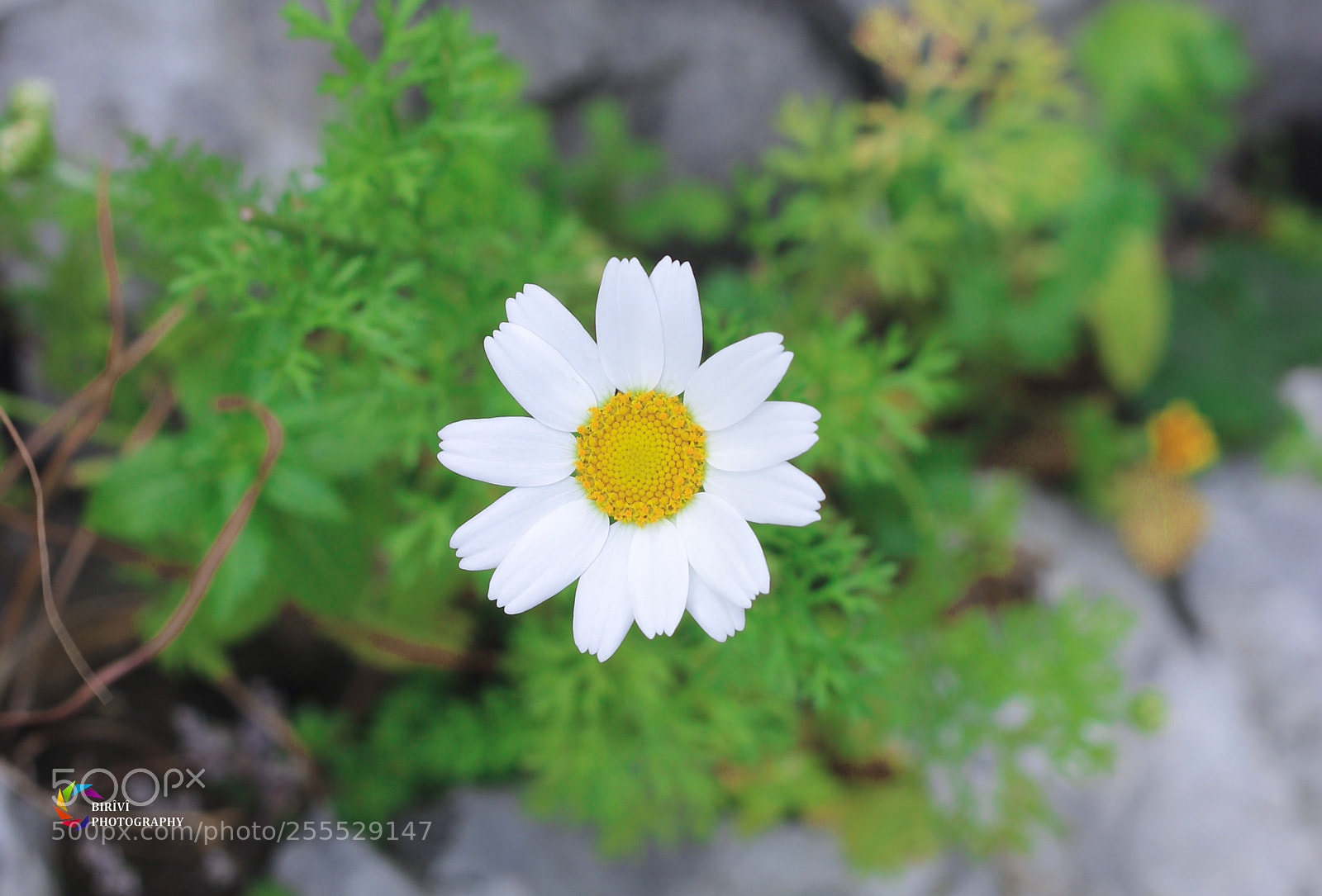 Canon EOS 600D (Rebel EOS T3i / EOS Kiss X5) sample photo. Common daisy photography