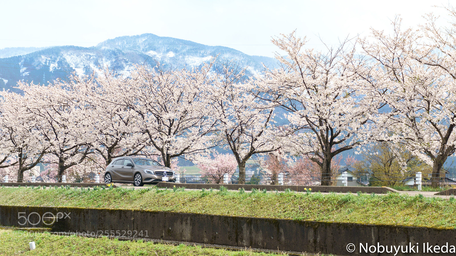 Sony a6000 sample photo. Cherry trees run through photography