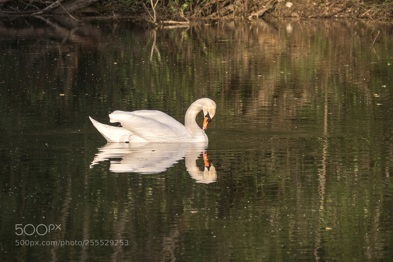 Panasonic DMC-G70 sample photo. Swan photography