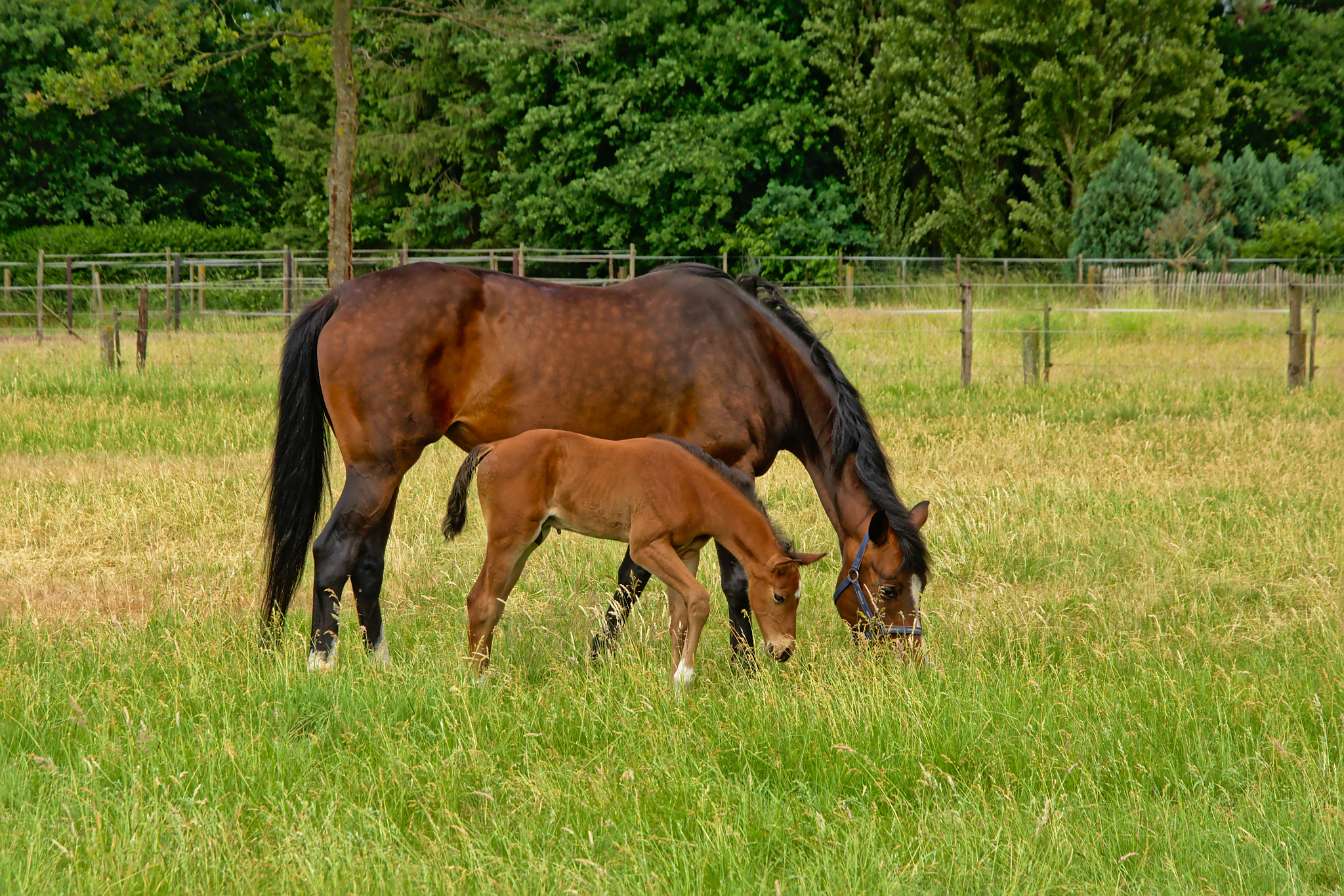 Nikon D5200 sample photo. Brown mare and foal grazing in a green meadow with photography