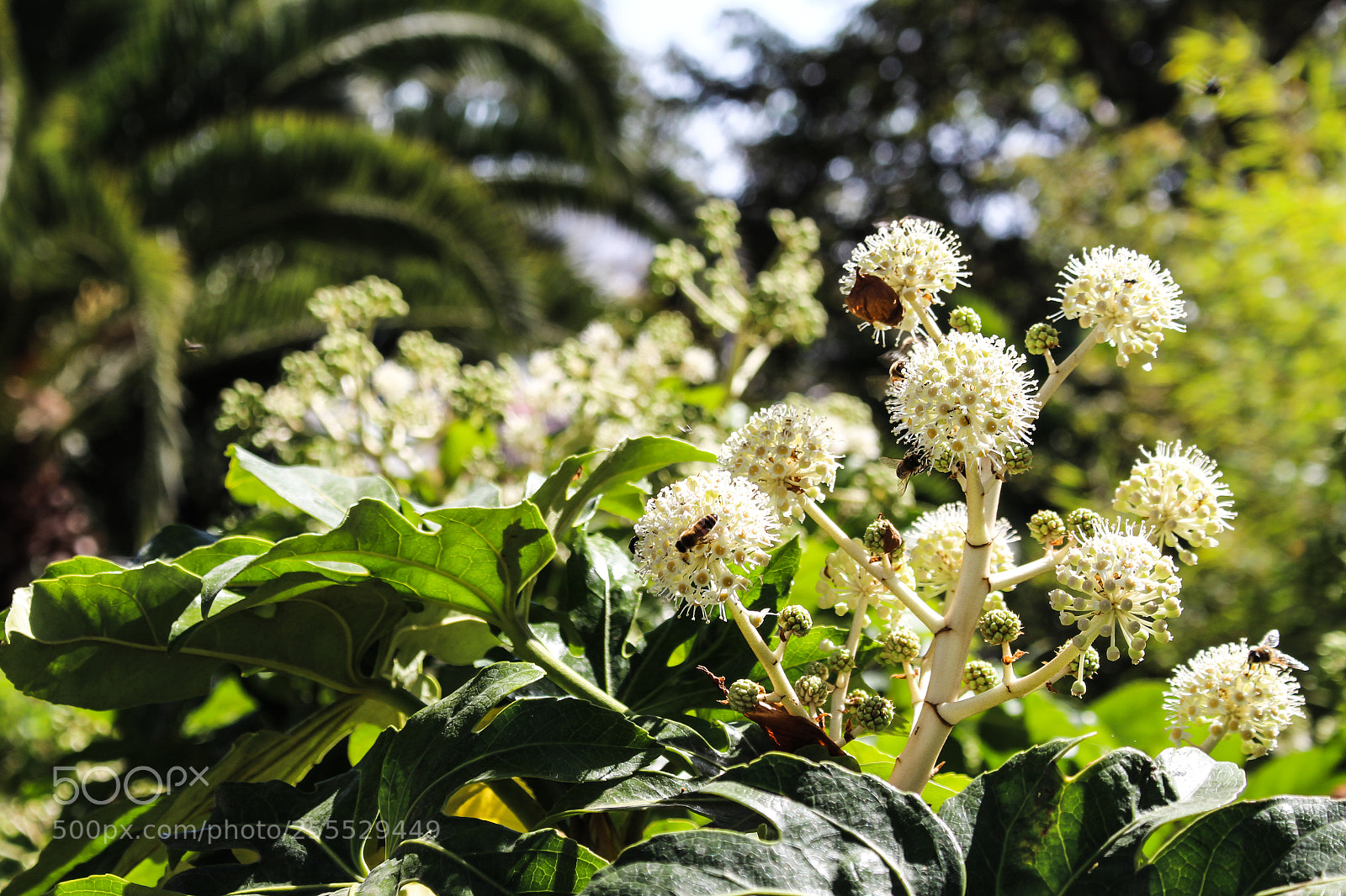 Canon EOS 700D (EOS Rebel T5i / EOS Kiss X7i) sample photo. Bees. photography