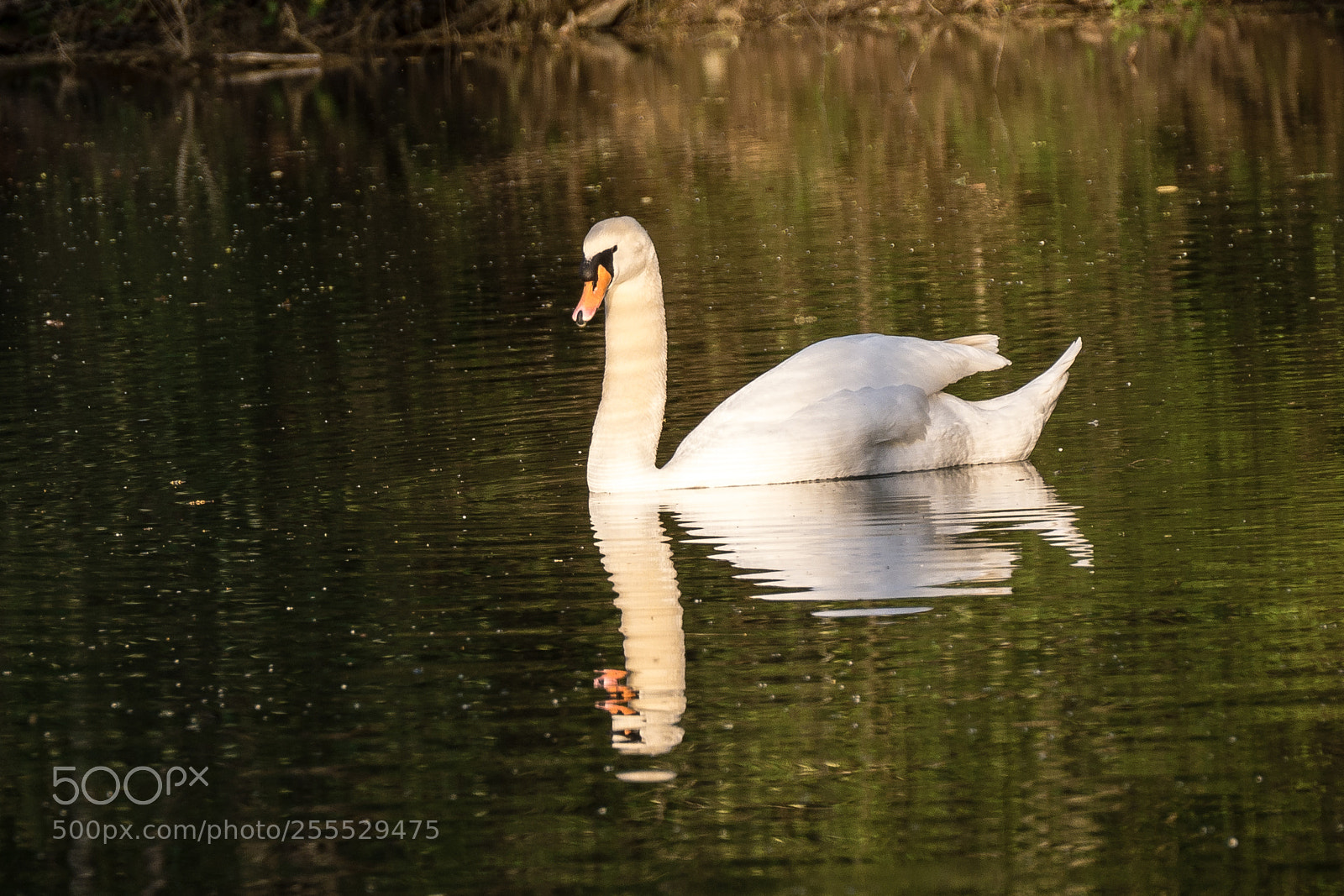 Panasonic DMC-G70 sample photo. Swan photography