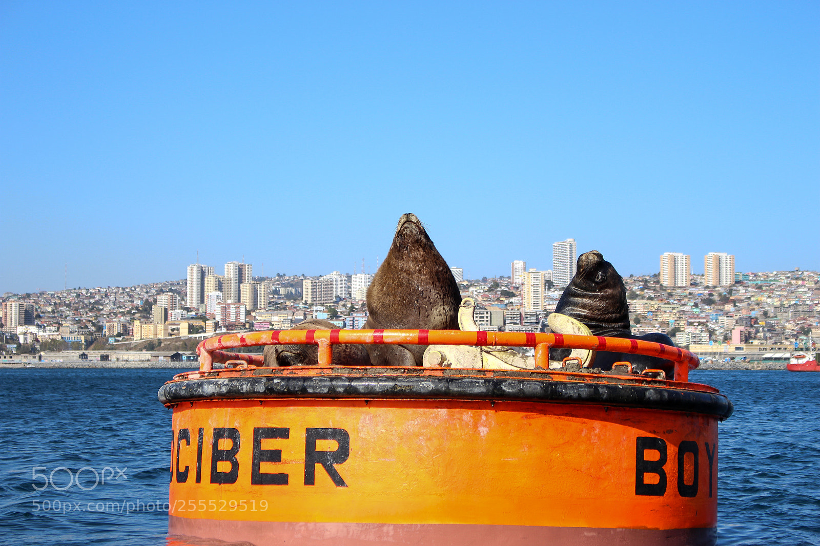 Canon EOS 700D (EOS Rebel T5i / EOS Kiss X7i) sample photo. Sea lions photography