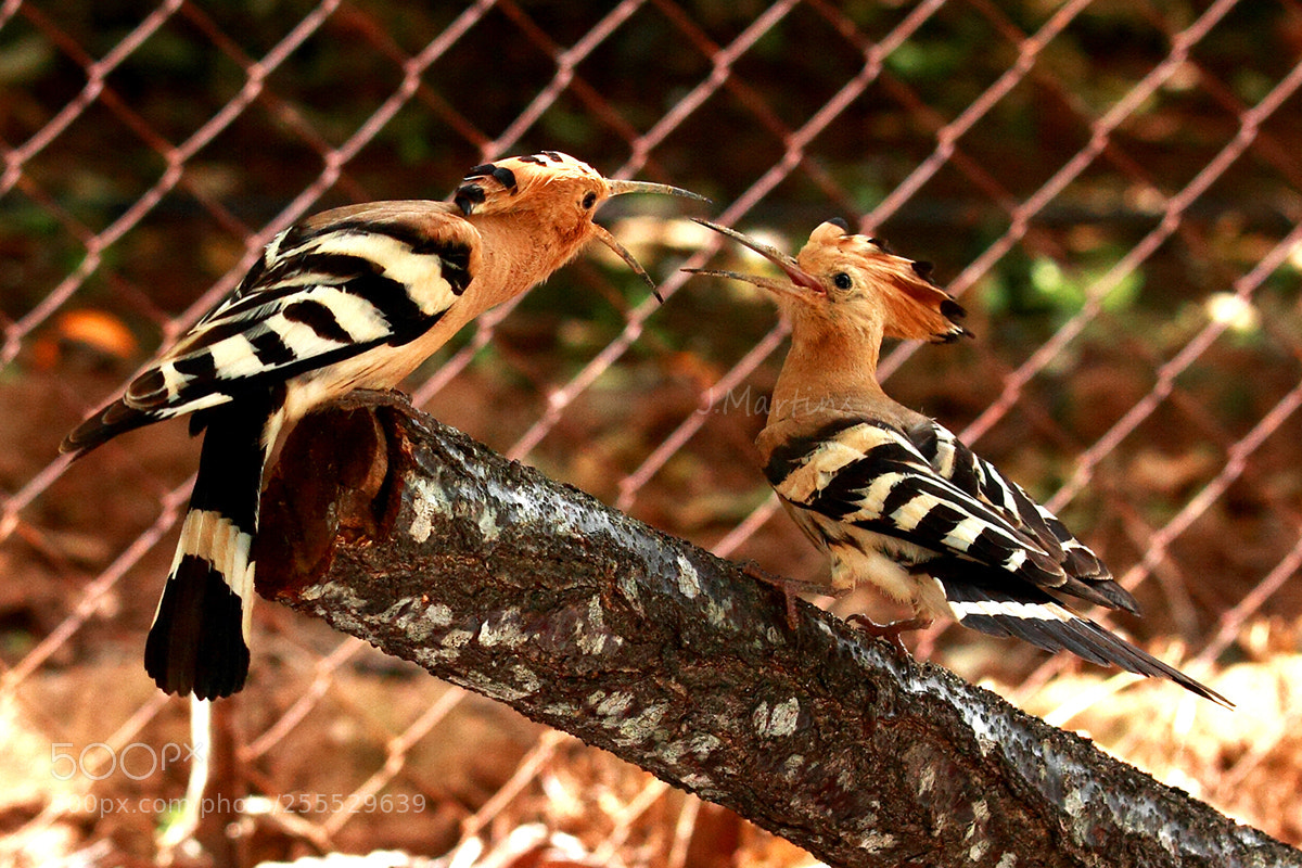 Canon EOS 7D sample photo. Poupas photography