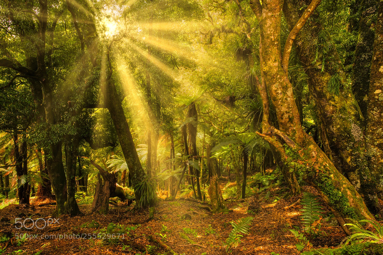 Sony a7R II sample photo. Magnificent nz native bush photography