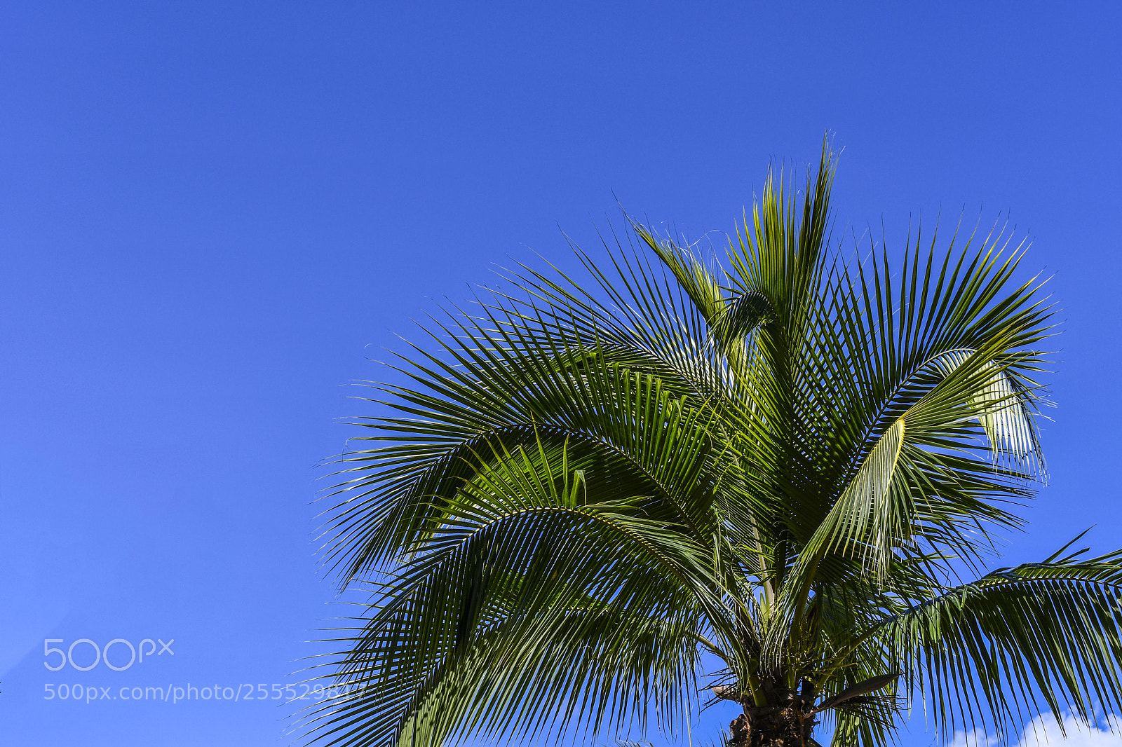Nikon D7500 sample photo. Palm in sky photography