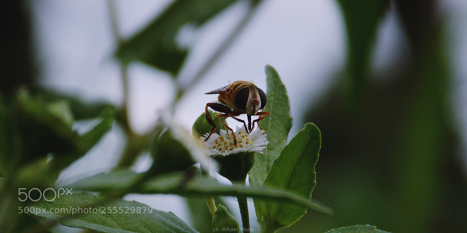 Nikon Coolpix L810 sample photo. Bee photography