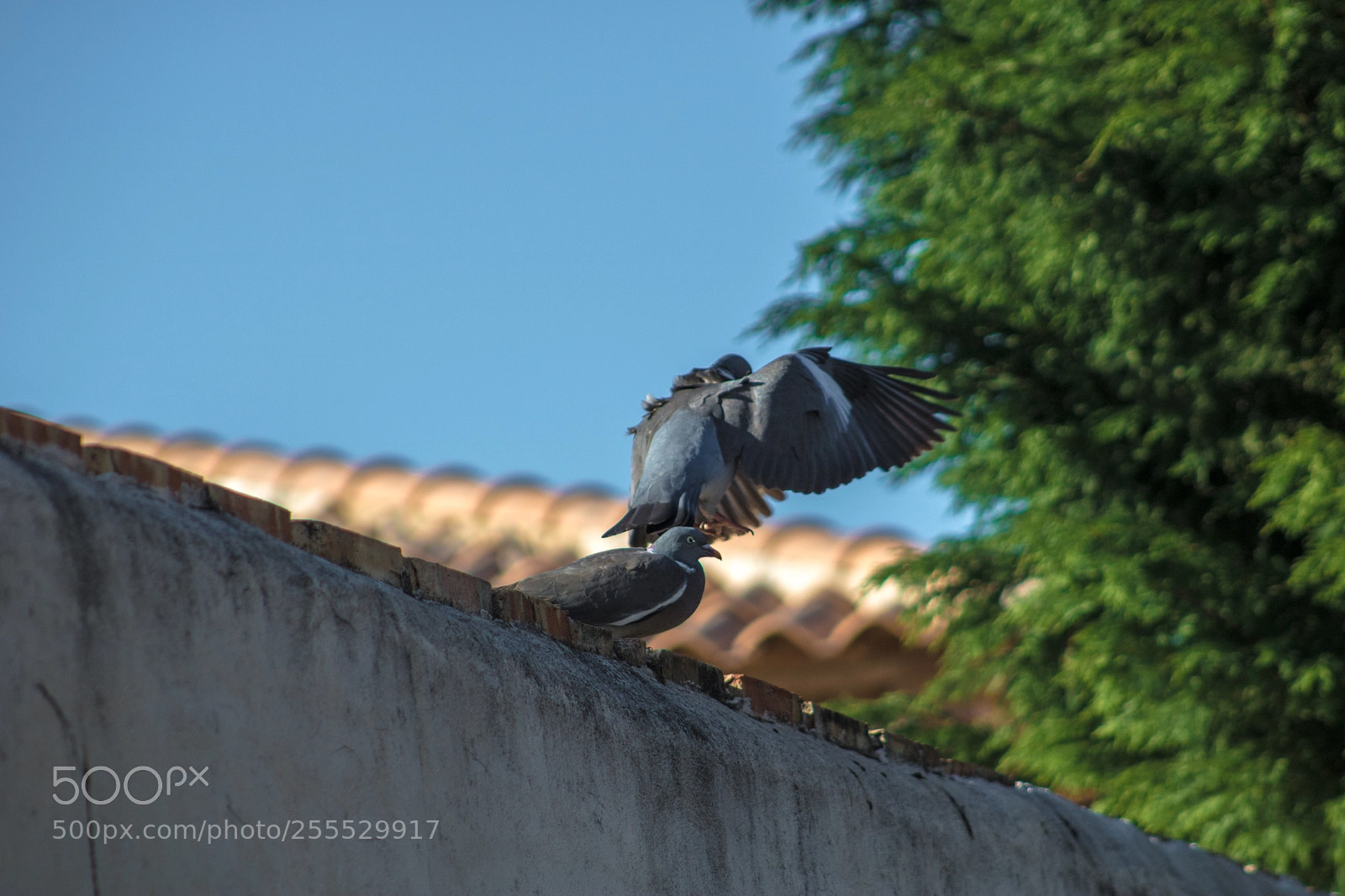 Canon EOS 750D (EOS Rebel T6i / EOS Kiss X8i) sample photo. Two pigeons fighting photography