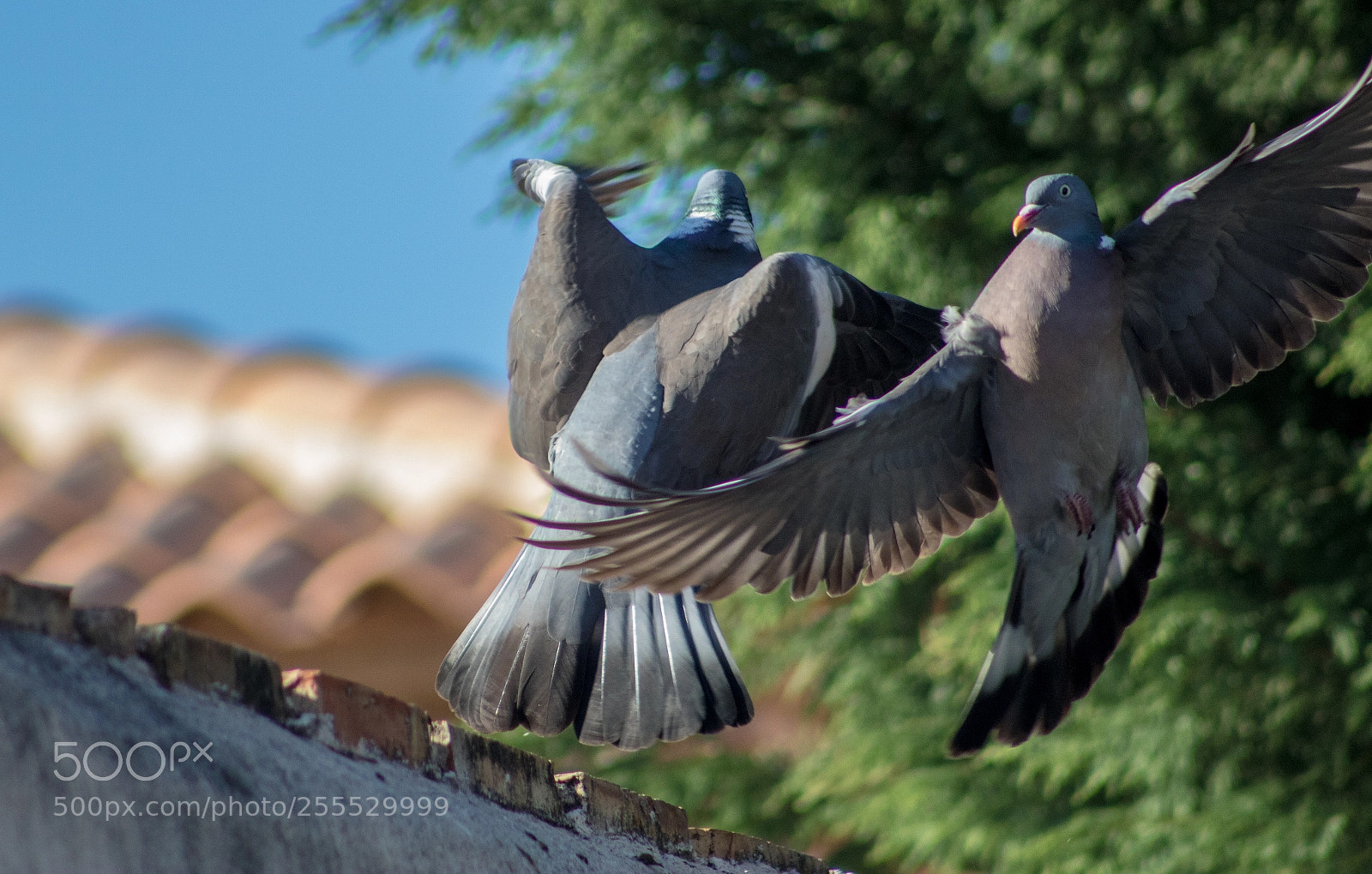 Canon EOS 750D (EOS Rebel T6i / EOS Kiss X8i) sample photo. Two pigeons fighting photography