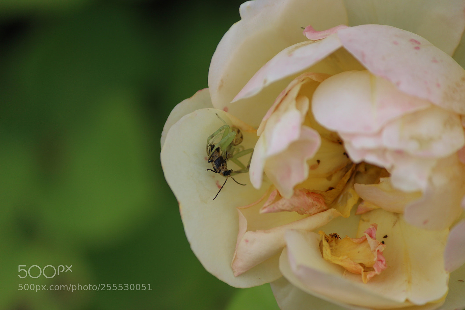 Canon EF-S 55-250mm F4-5.6 IS II sample photo. Nature's pest control photography