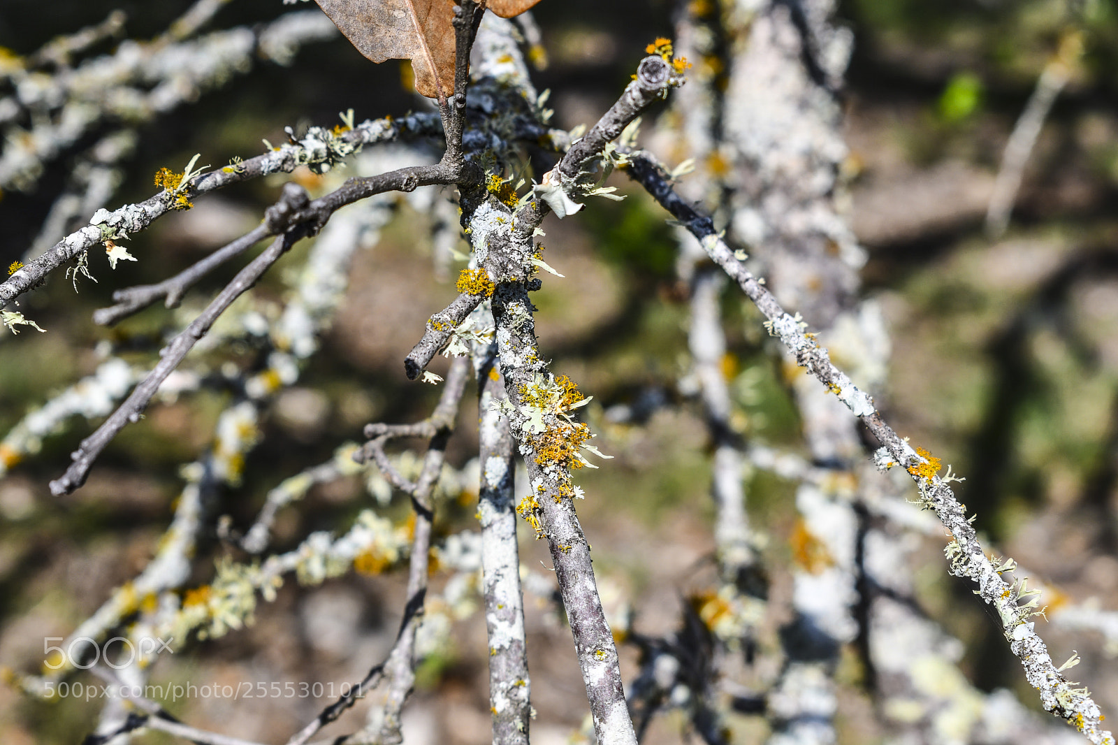 Nikon D7500 sample photo. Dead tree branches f photography