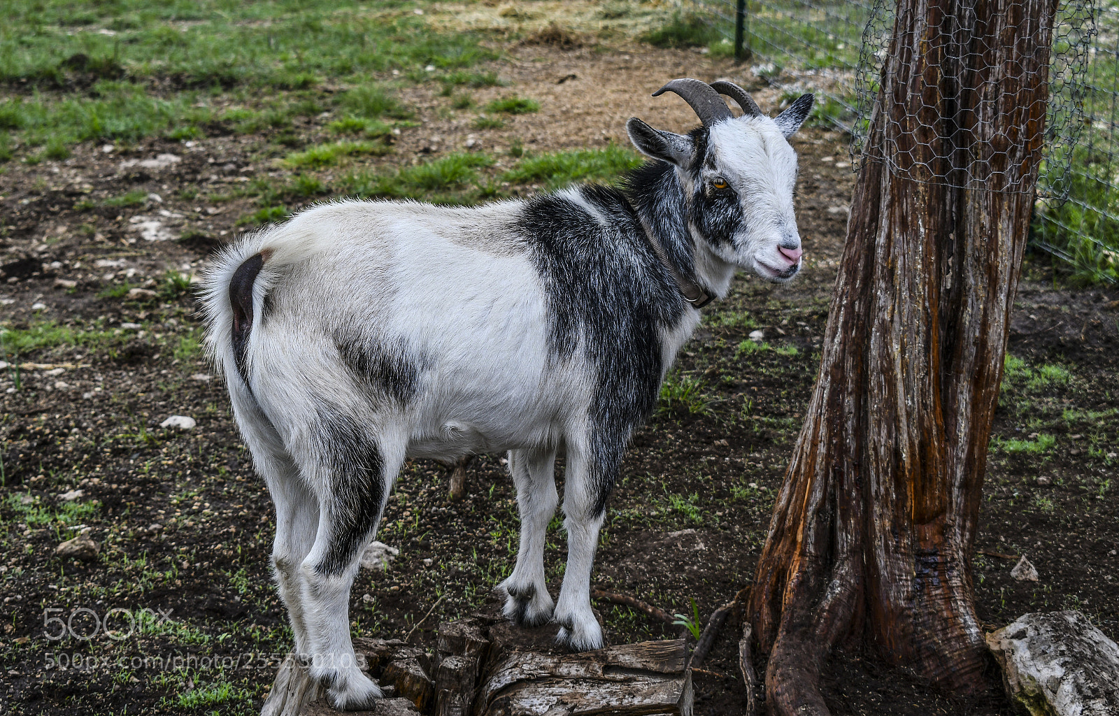 Nikon D7500 sample photo. Goat single f photography