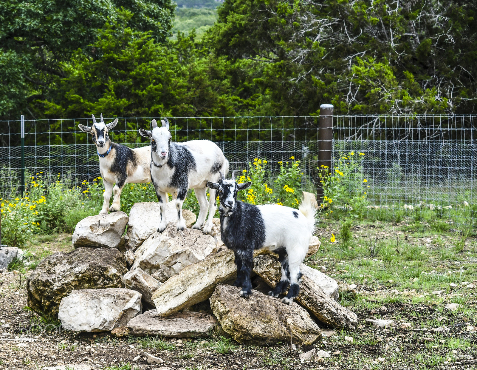 Nikon D7500 sample photo. Goats on rocks f photography