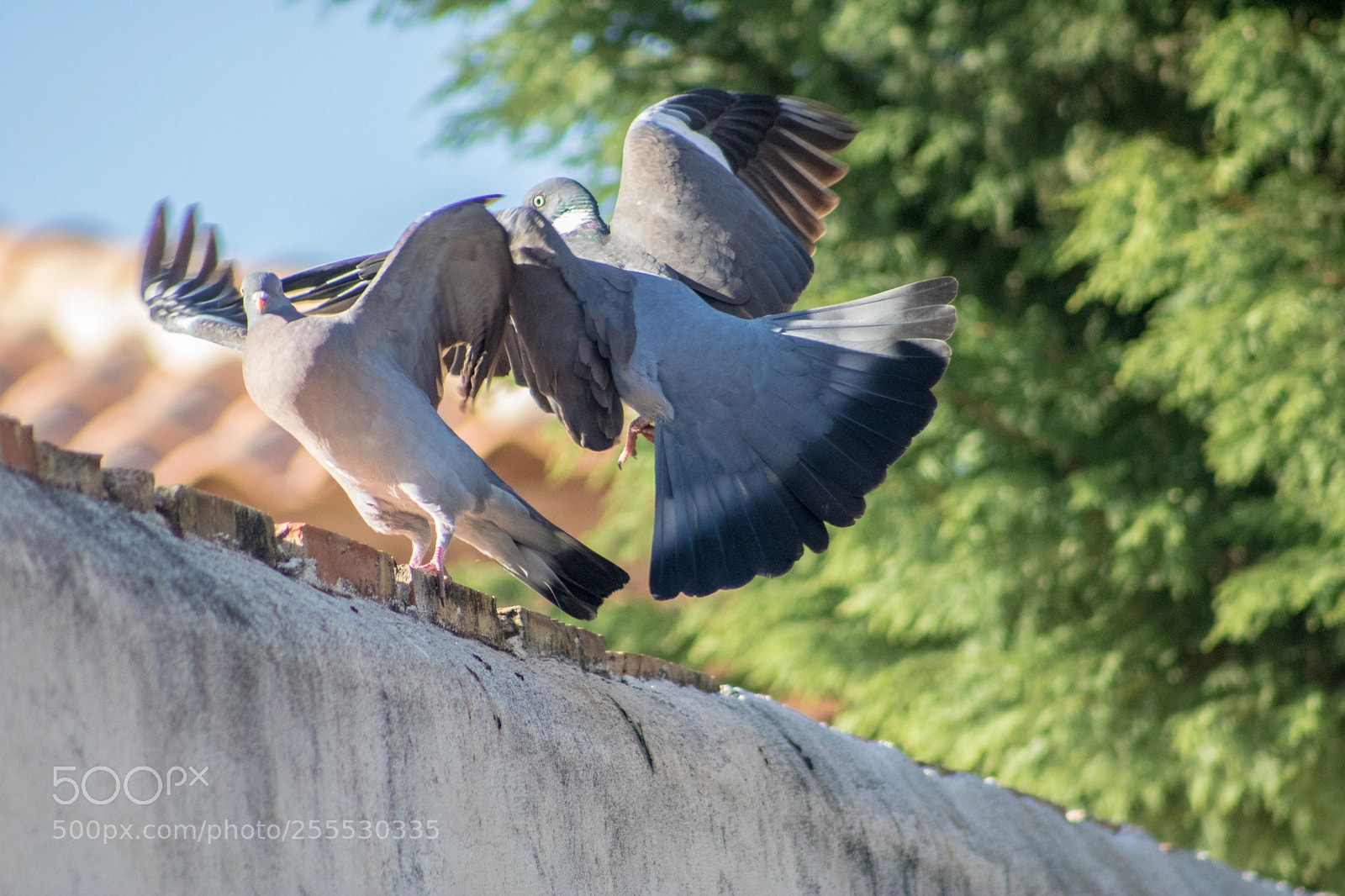 Canon EOS 750D (EOS Rebel T6i / EOS Kiss X8i) sample photo. Two pigeons fighting photography