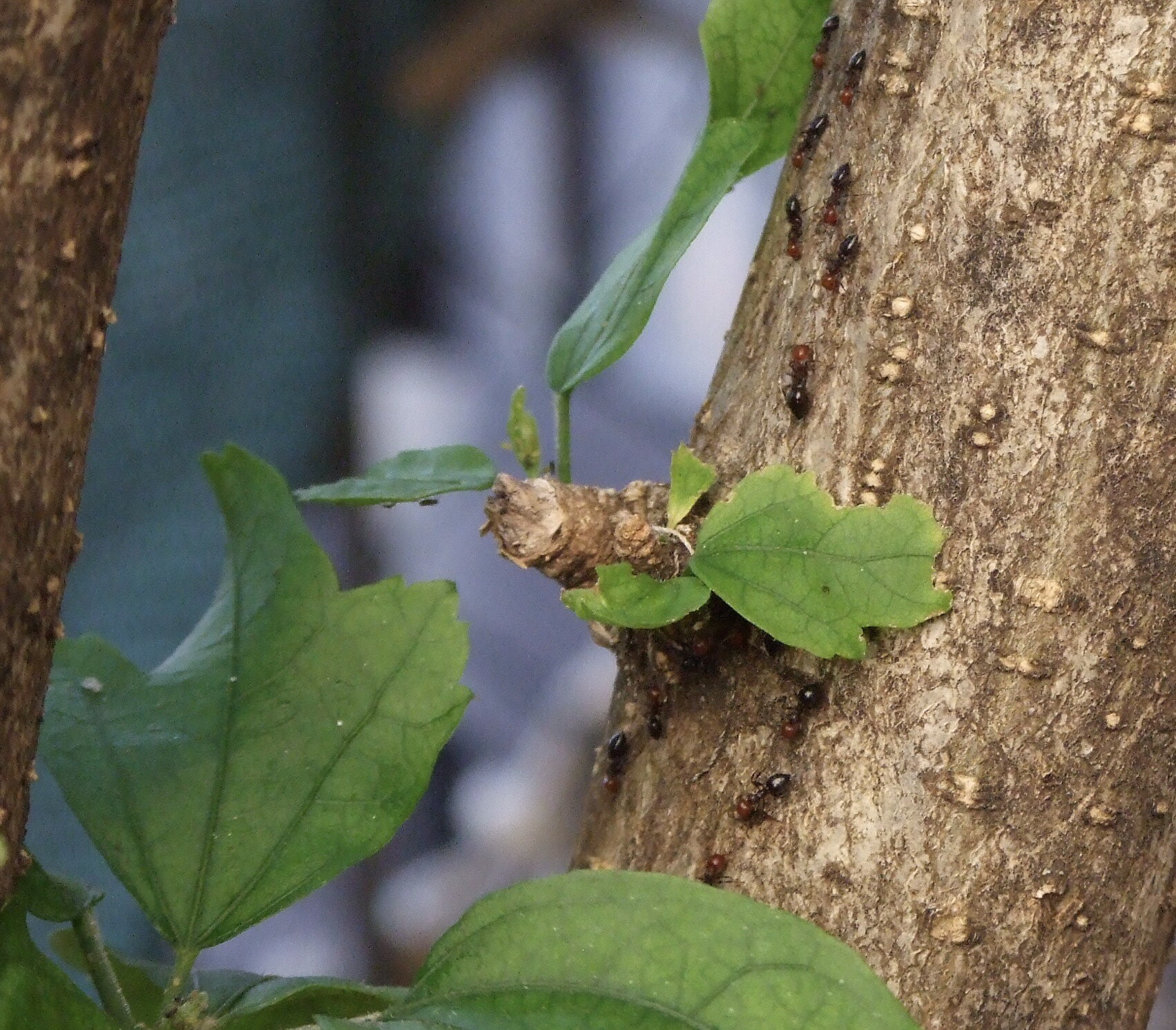Fujifilm FinePix S6500fd sample photo. Red ants photography