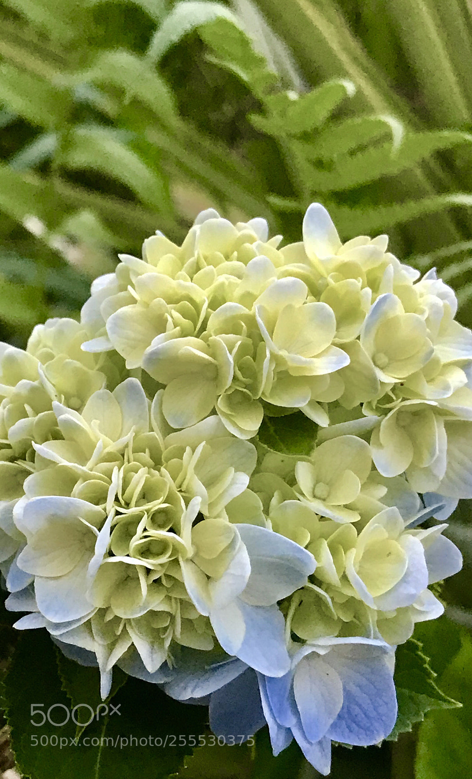 Apple iPhone 7 sample photo. Gorgeous ii photography