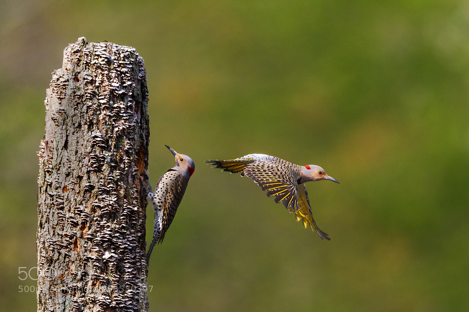 Canon EOS-1D Mark IV sample photo. Northern flicker flight from photography