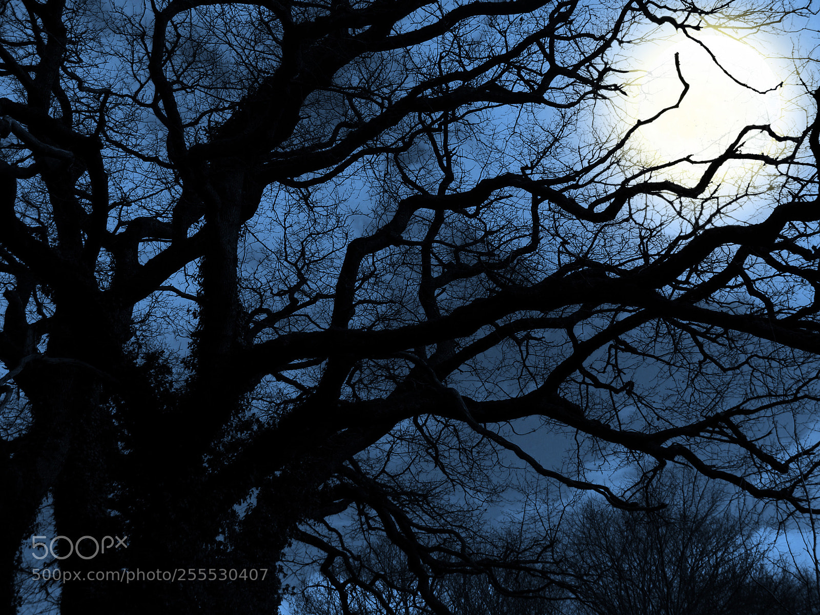 Sony DSC-H3 sample photo. Roots in the sky photography