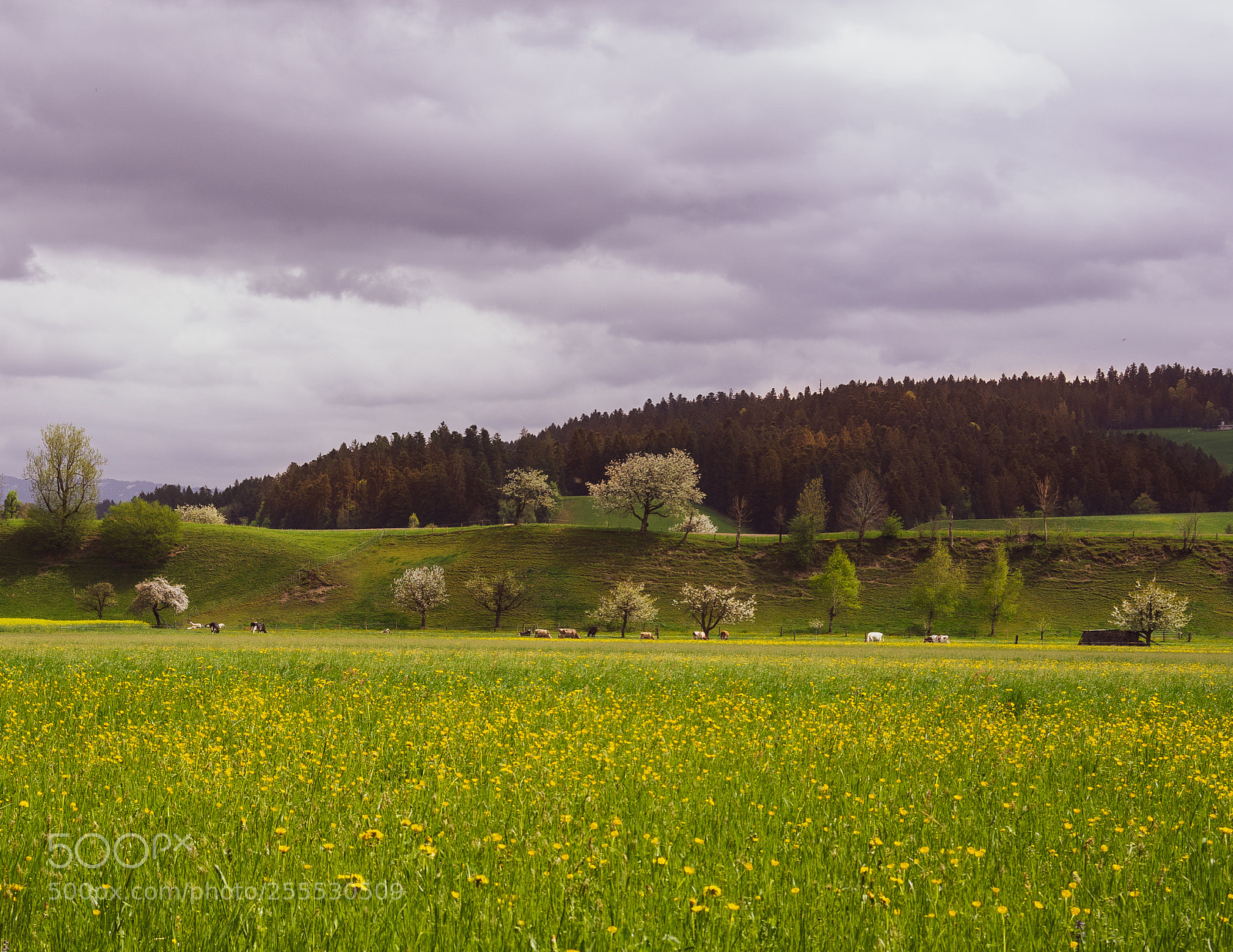 Sony a7 II sample photo. Hike in emmental photography