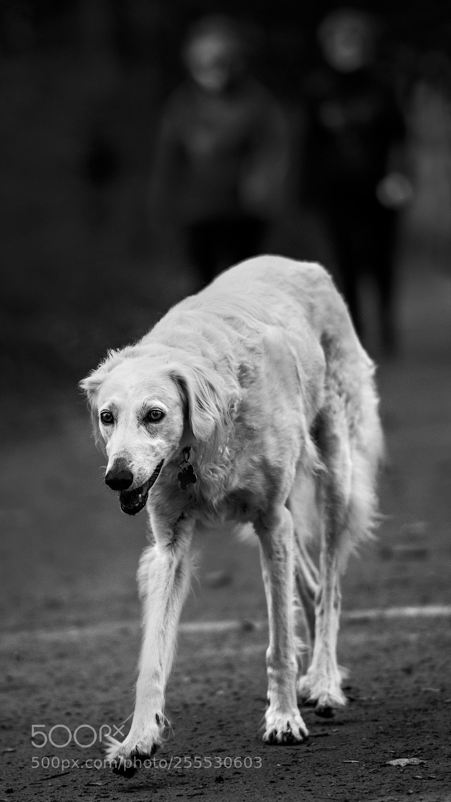 Nikon D810 sample photo. Gentle eyes photography