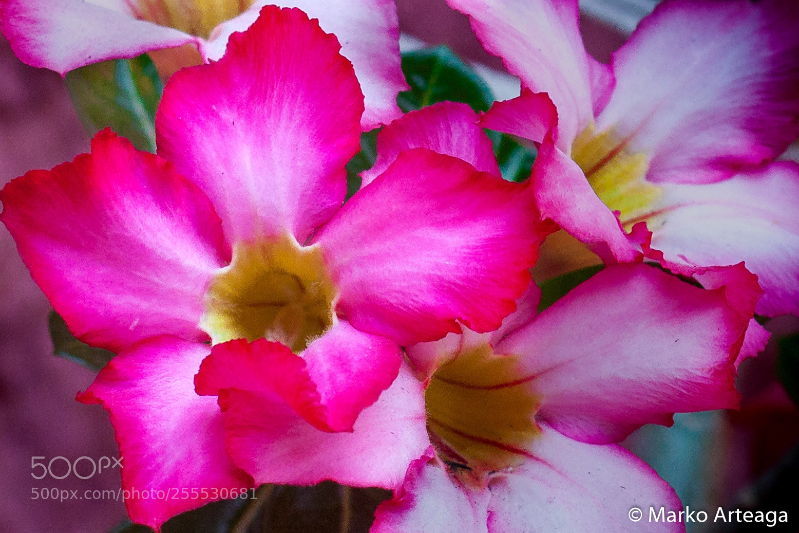 Canon EOS 50D sample photo. Flower photography