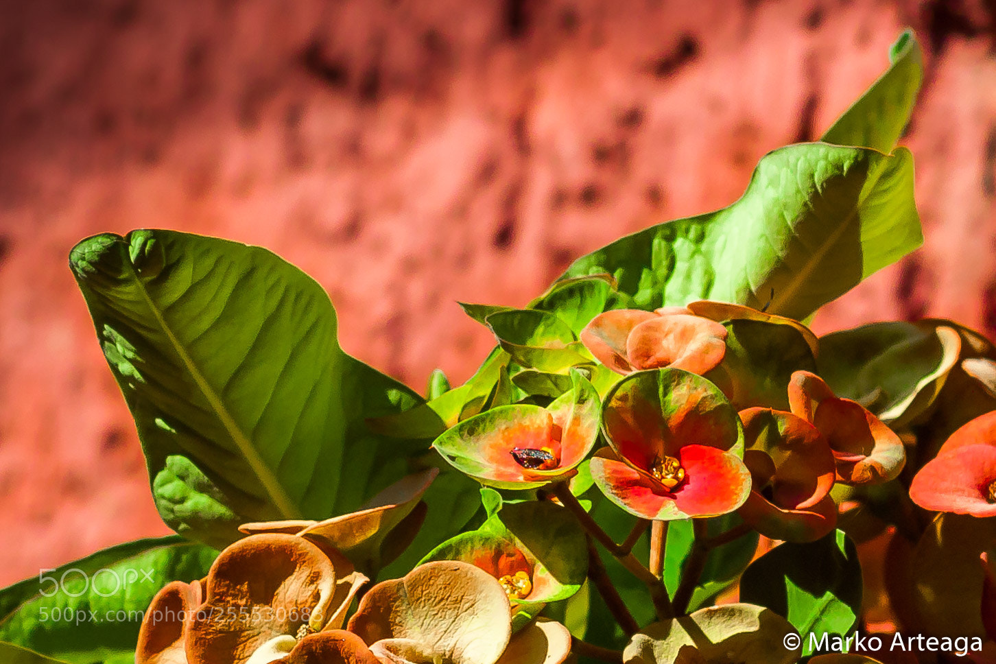 Canon EOS 50D sample photo. Flower photography