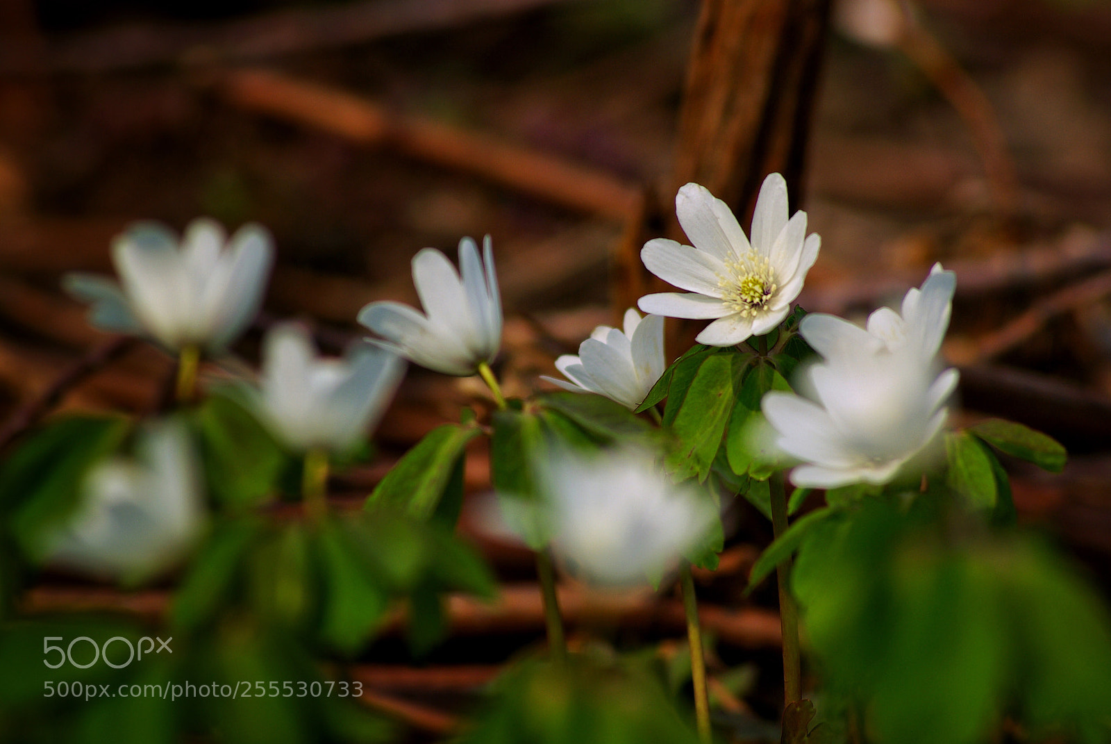 Pentax K10D sample photo. Spring forest photography