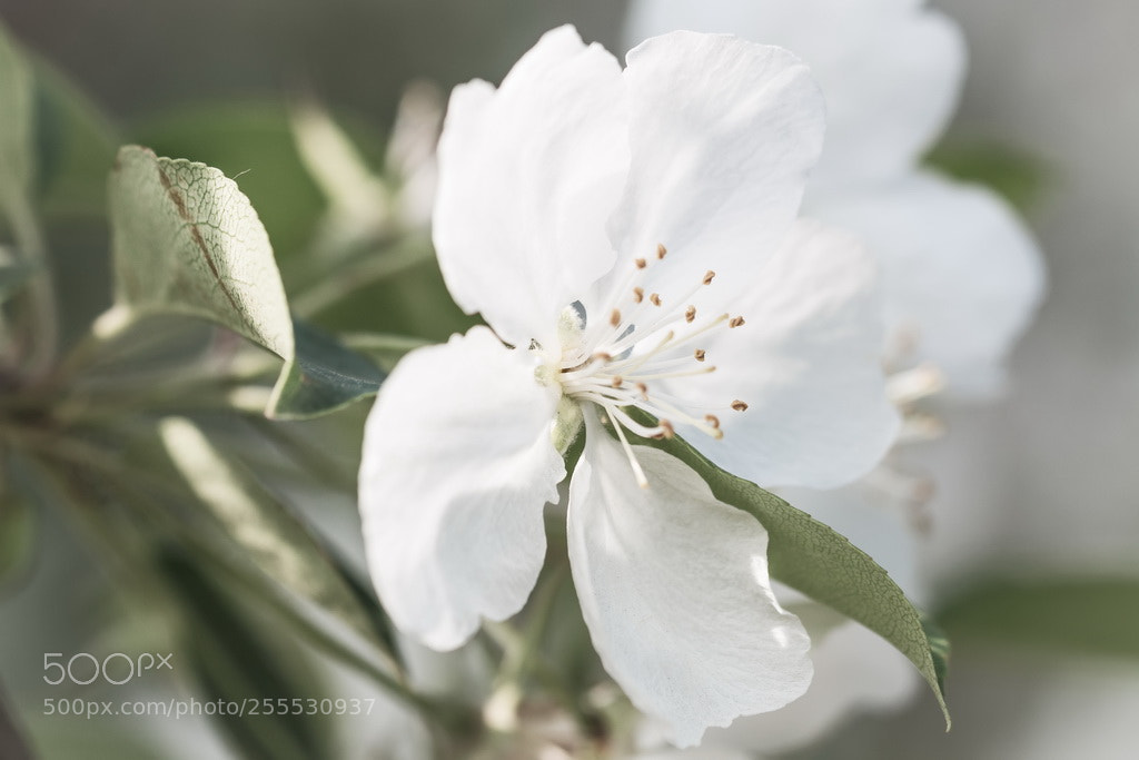 Canon EOS 70D sample photo. White spring photography