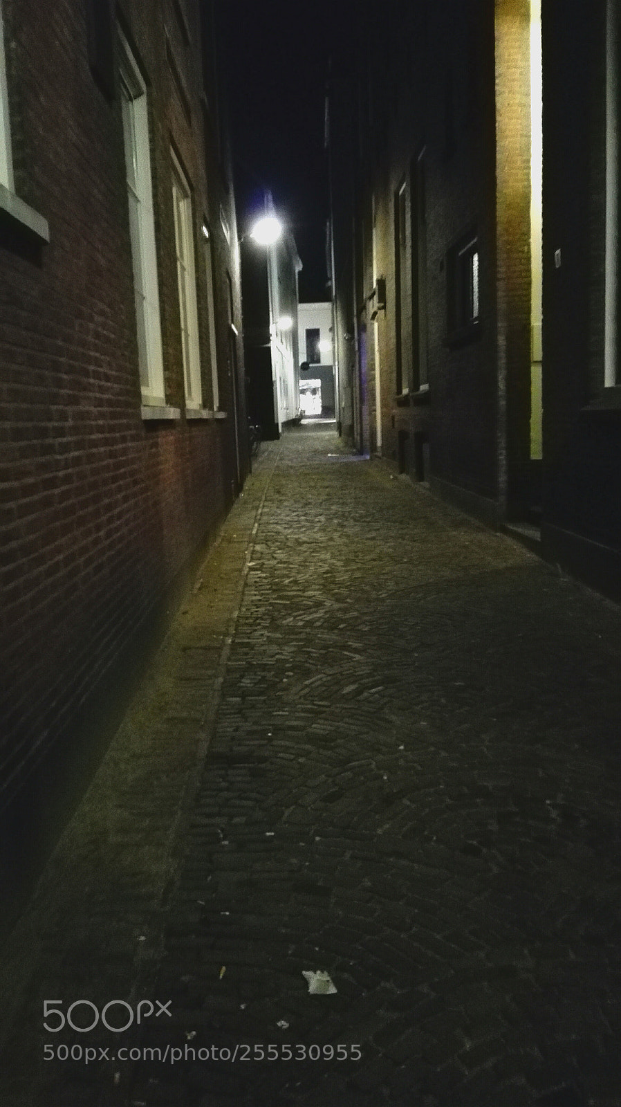 HUAWEI P8 Lite sample photo. Cat photography