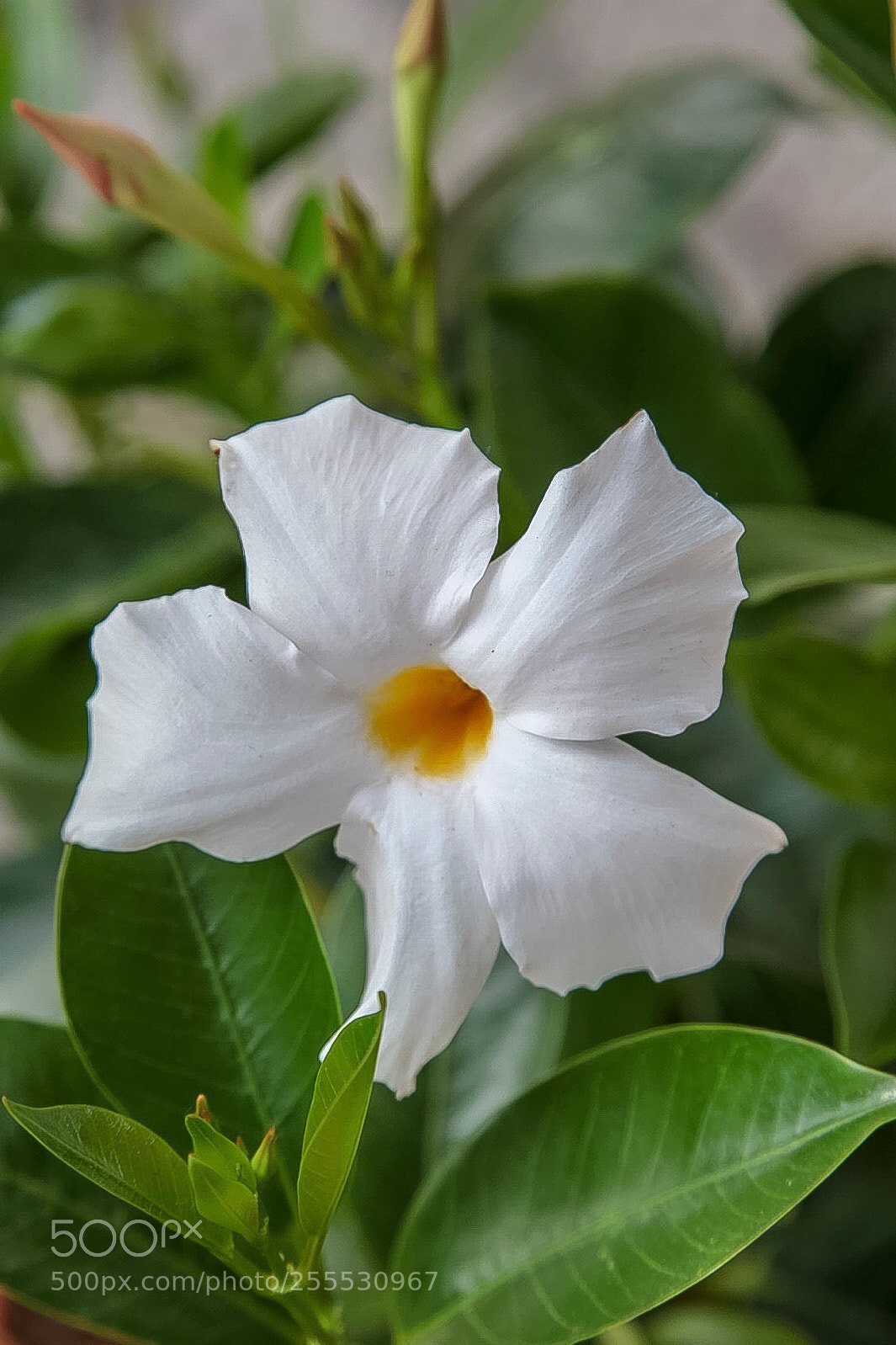 Canon EOS 5D Mark II sample photo. Untitled photography