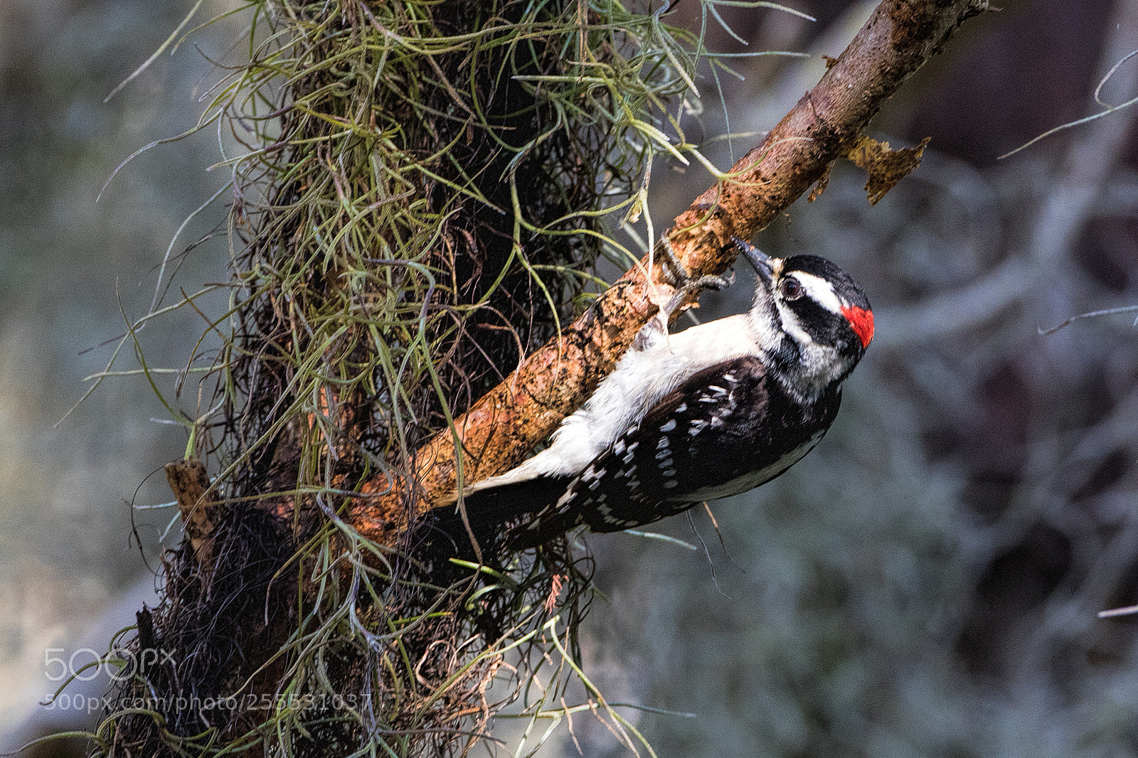 Canon EOS 7D Mark II sample photo. Downy woodpecker photography