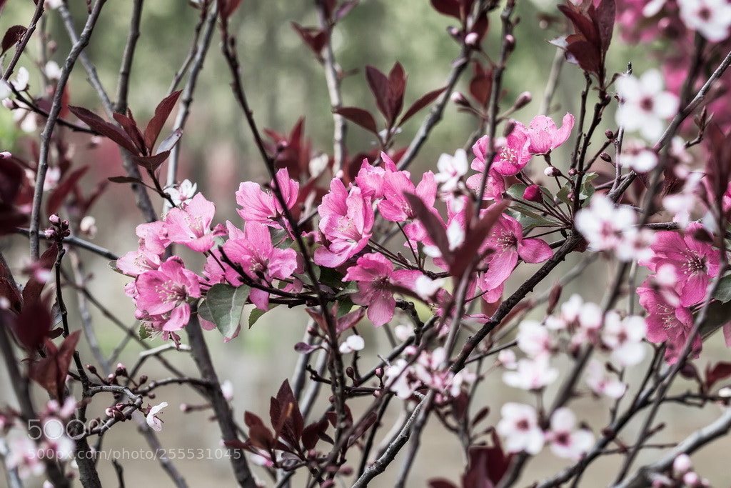 Canon EOS 70D sample photo. Colorful photography