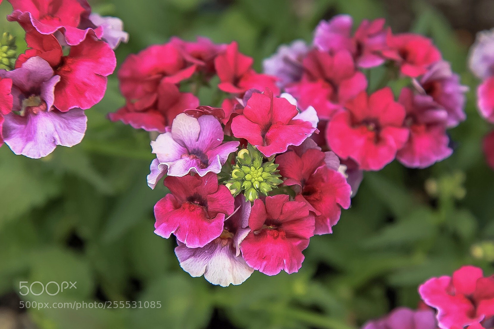 Canon EOS 5D Mark II sample photo. Untitled photography