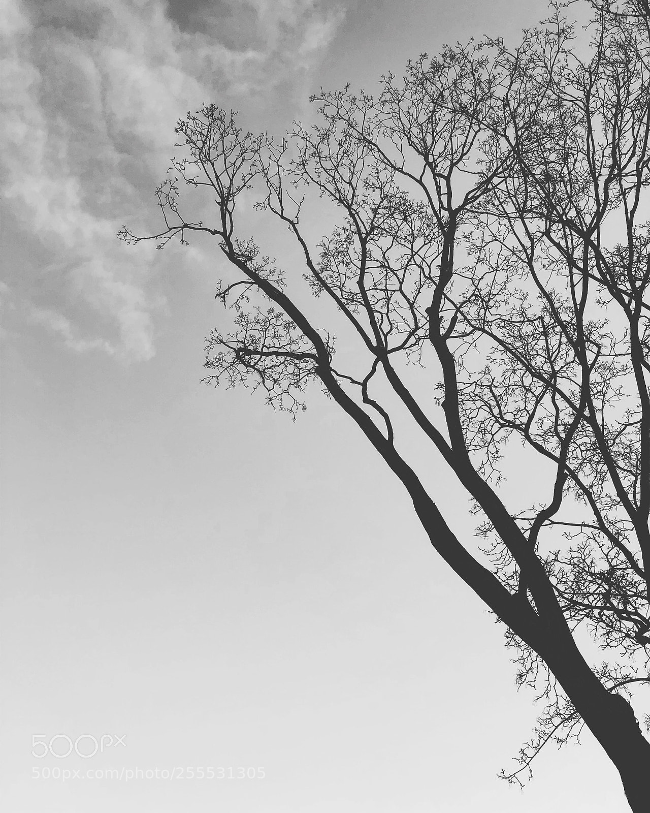 Apple iPhone 8 Plus sample photo. Untitled photography