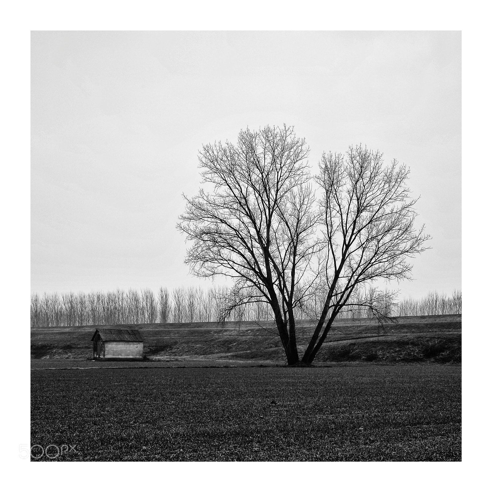 Nikon D700 sample photo. Assenza e istinto photography