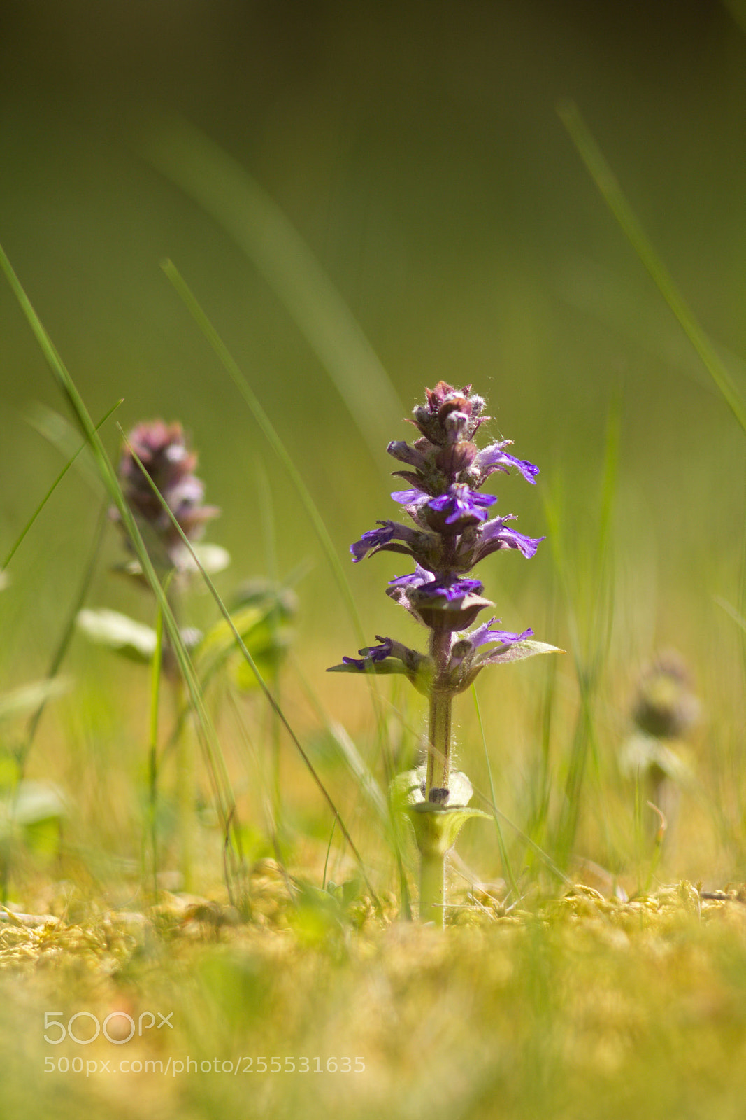 Canon EOS 60D sample photo. Spring flowers. photography