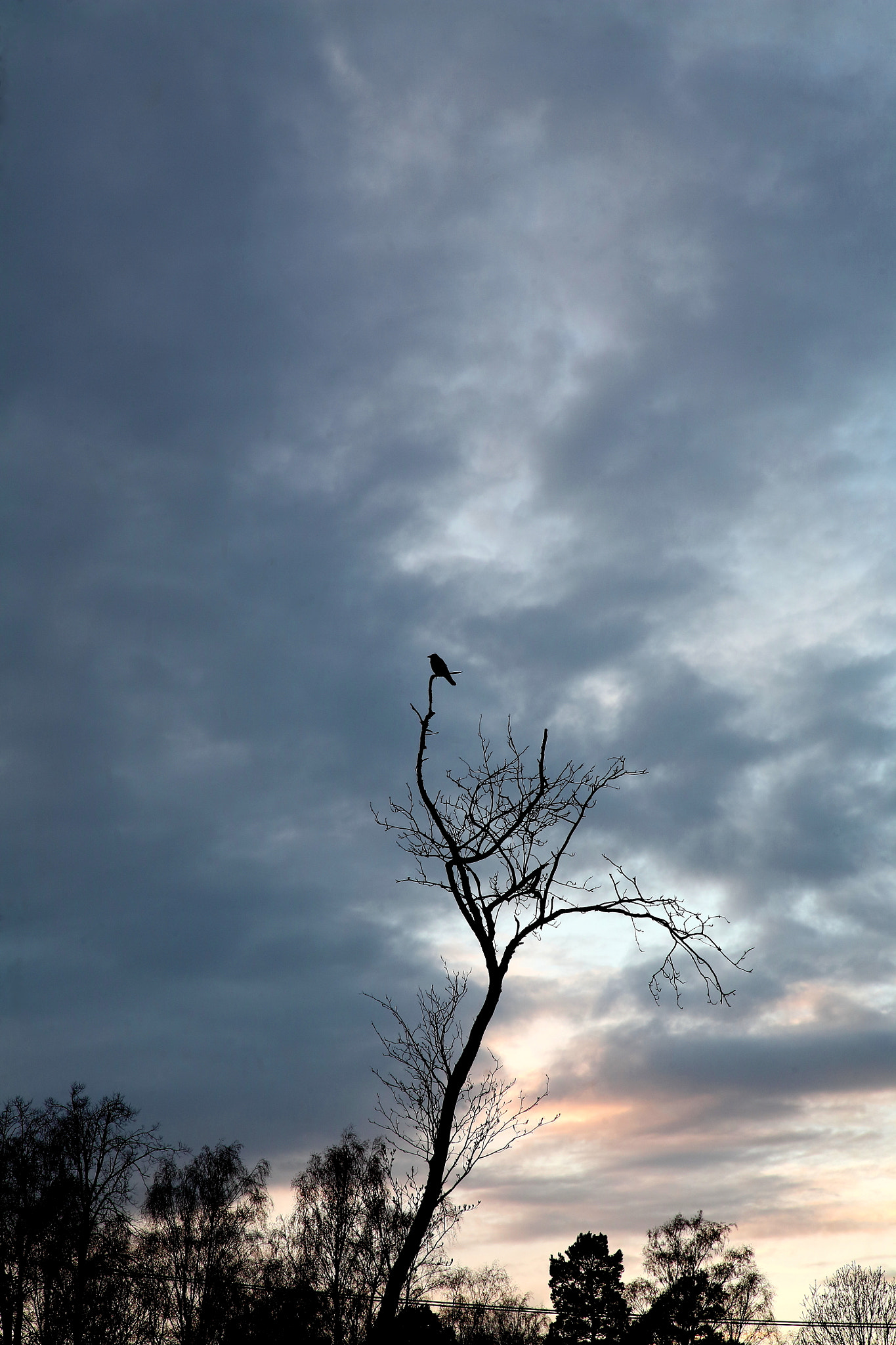 Canon EOS 5D sample photo. Bird in a tree photography