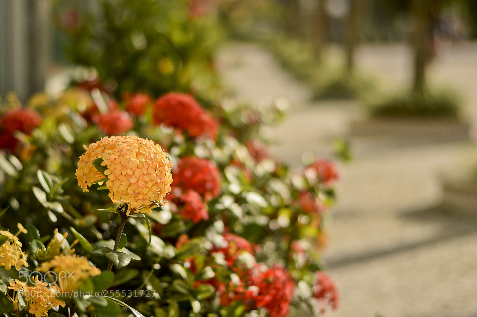 Nikon D5300 sample photo. Caminho de ixórias photography