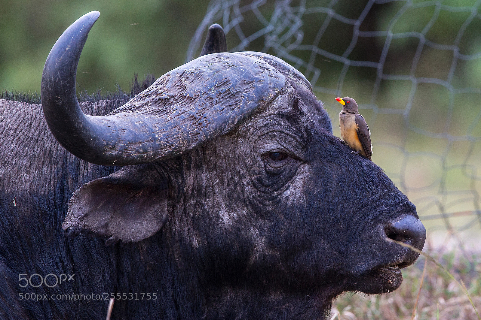 Canon EOS-1D X sample photo. Kenya 2014 photography