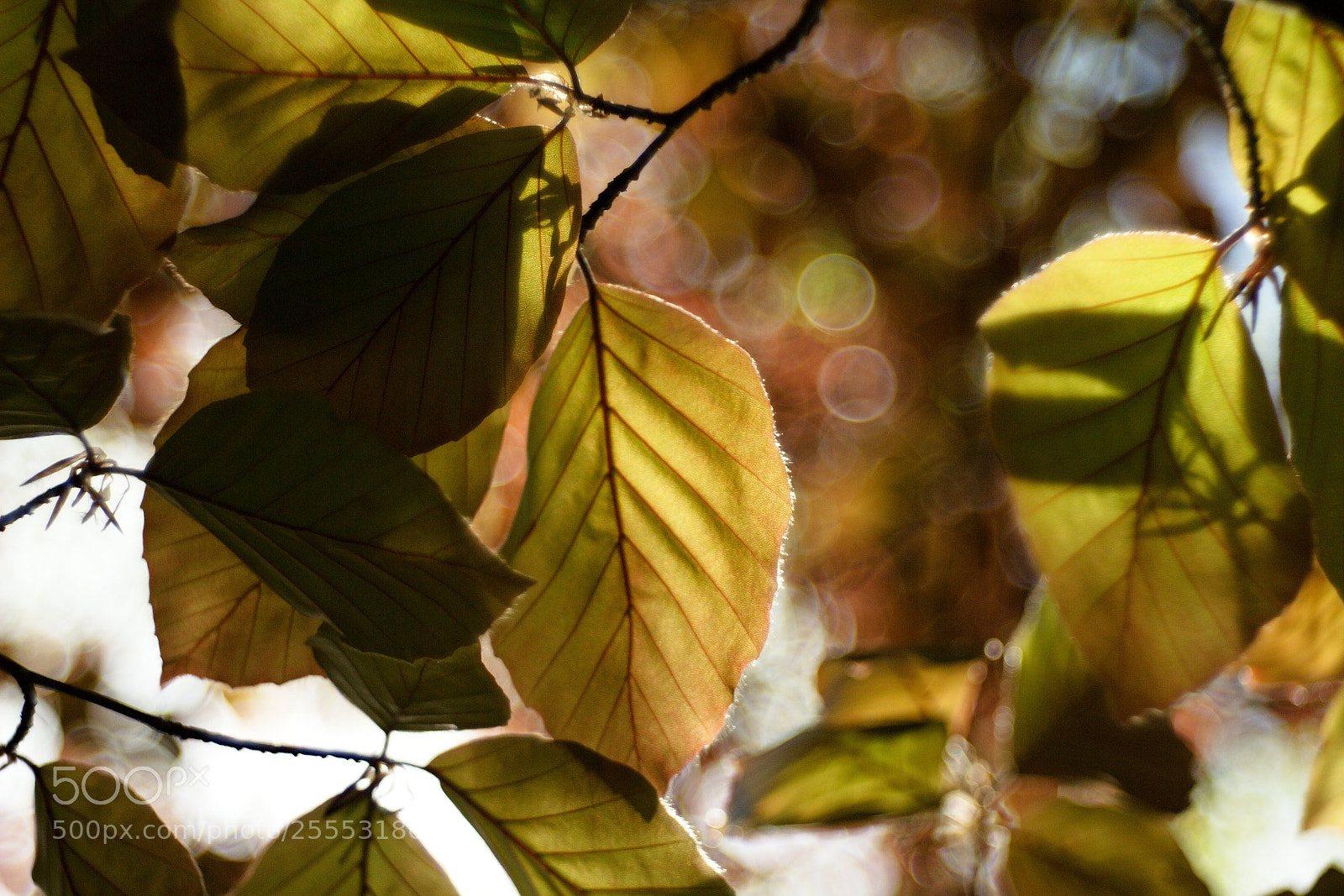Canon EOS 60D sample photo. Sunset on tree leaves. photography