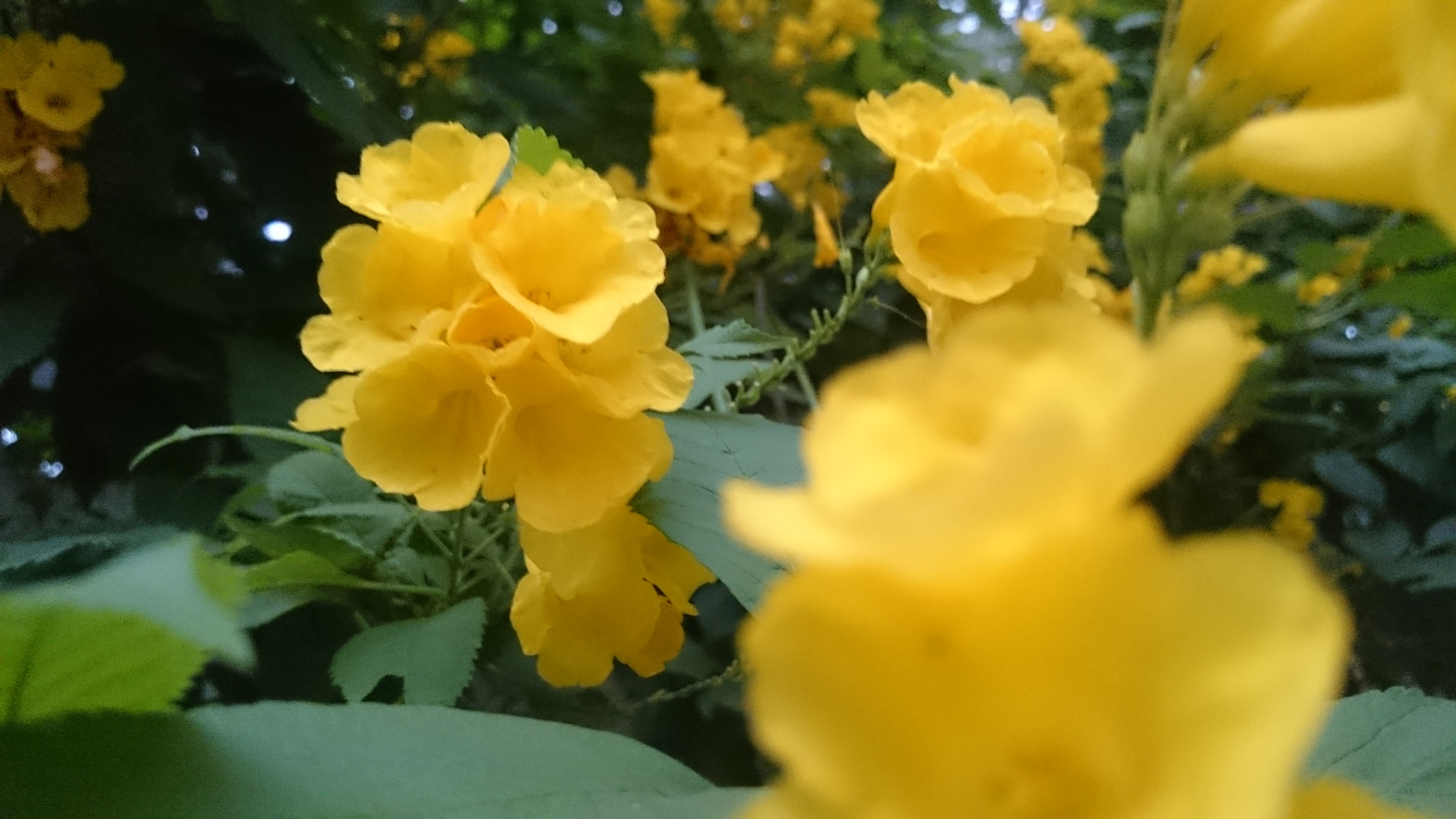 Sony Xperia Z2 sample photo